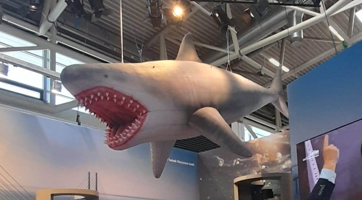 Inflatable-shark-6m
